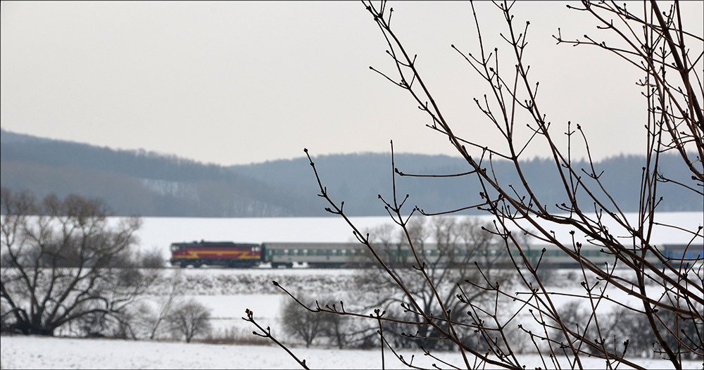 If winter comes, can spring be far behind
Some hardy buds brave the icy conditions at Troubsko.

